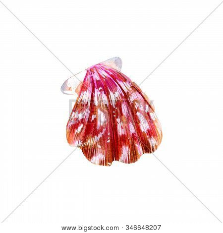 Pink Mother Of Pearl Shell Scallop. Sea Bivalve Pectinidae. Nature Of The Ocean. Underwater Resident