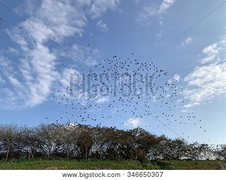 Flock Of Starlings Takes Off From The Bushes And Begins Murmuring