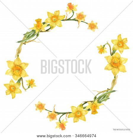 Daffodil Flowers In Floral Watercolor Wreath On A White Background, Traced Art