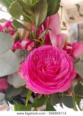 Beuatiful Romantic Rose Openning On A Beuatiful Day