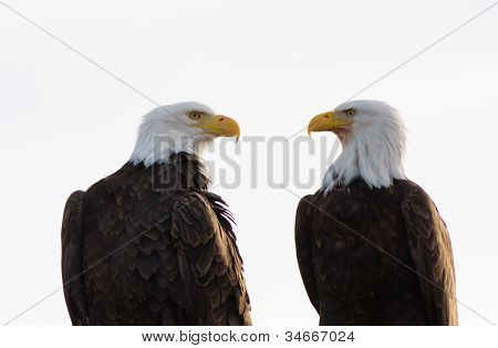 Et par af Bald Eagles overfor hinanden