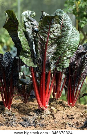 Organic Swiss Chard In Plantation Field.