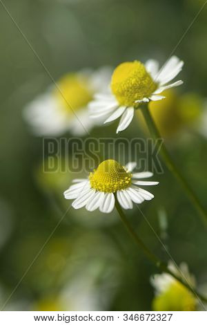 Organic Chamomile (chamaemelum Nobile L.). On Natural Plantation Field.