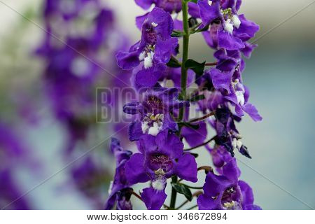Beautiful Cluster Of Angelonia Angelface Super Blue Flowers