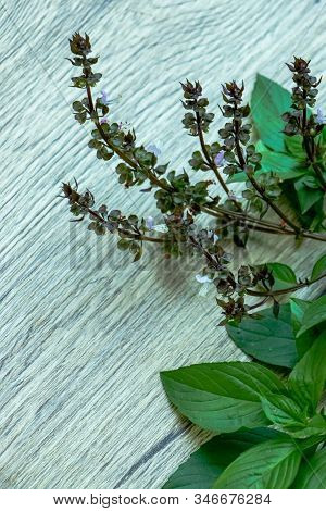 Thai Basil On Wood Table. It Is A Type Of Basil Native To Southeast Asia. Its Flavor, Is Anise- And 