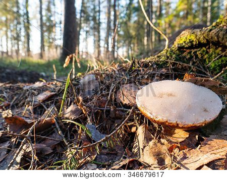 Frozen Small White Mushroom Amanita In Green Grass. Macro Photography Of Mushroom And Blur Forest On