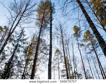 Beautiful Green Leafy And Coniferous Forest. Birch, Spruce, Hev. Early Spring. Pleasant Warm Light. 