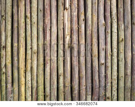 Vertical Of Eucalyptus Wood, Eucalyptus Wood Arranged In Layers, Wood Texture Background.