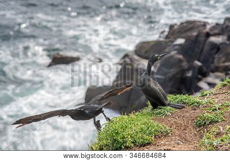 Two Shags On Cliff In Saltee Islands. Ireland.