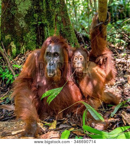 Orangutan Baby And Mother. Mother And Cub In A Natural Habitat. Bornean Orangutan (pongo  Pygmaeus W