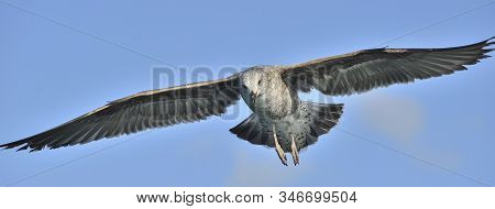 Flying Juvenile Kelp Gull (larus Dominicanus), Also Known As The Dominican Gull And Black Backed Kel
