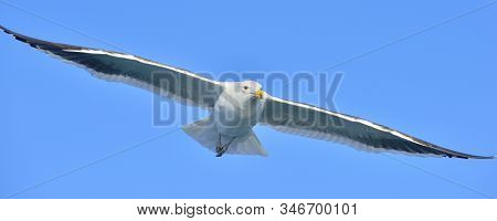 Flying Kelp Gull (larus Dominicanus), Also Known As The Dominican Gull And Black Backed Kelp Gull. F
