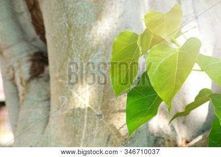 Green Leaf Pho Leaf, (bo Leaf, Bothi Leaf) With Sunlight In Nature. Bo Tree Representing Buddhism In