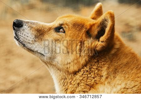 Australian Dingo