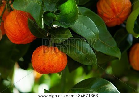 Orange Corrugated Tree With Fruit , Citrus Aurantium Corrugato