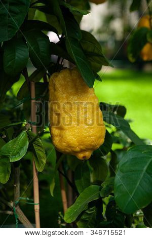 An Etrog Is Yellow Citron Used By Jews During Holiday Of Sukkot, As One Of The Four Species