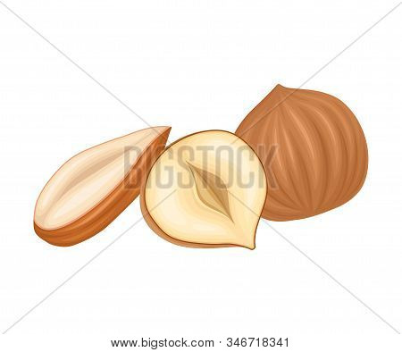 Whole And Cracked Nuts. Food For Good Brain Function Isolated On White Background Vector Illustratio