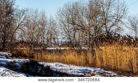 Beautiful Winter Landscape With River And Trees