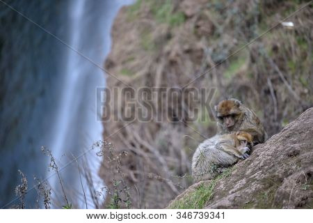 Macaque Monkeys Near Ouzoud Watterfall