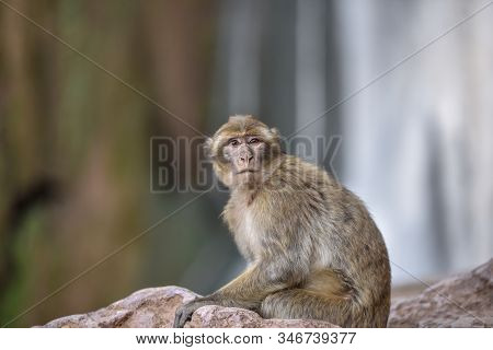 Macaque Monkeys Near Ouzoud Watterfall