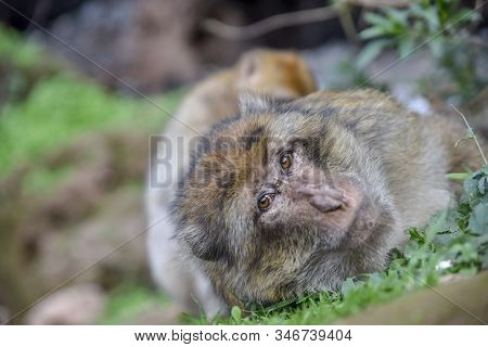 Macaque Monkeys Near Ouzoud Watterfall