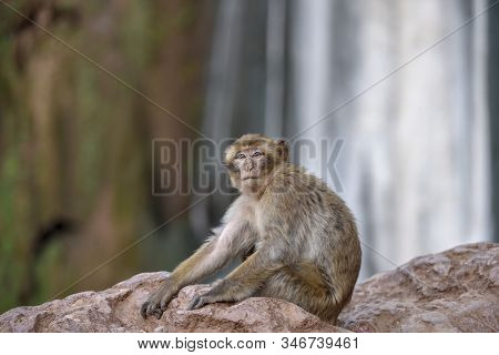 Macaque Monkeys Near Ouzoud Watterfall