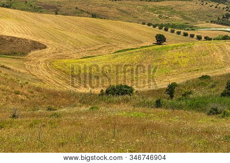 Rural Landscape Near Ginosa Di Puglia, Taranto, Apulia, Italy, At Summer.