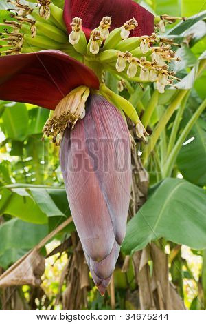 Banan Blossom og flok på træ