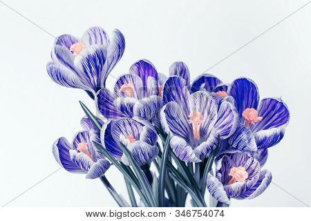 Bouquet Of Crocus Flowers With Blue Colored Petals. Genus Flowering Plants On Light Background With 