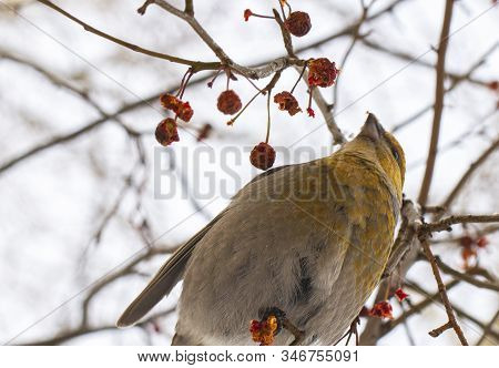Close-up Wild Bird Eats Small Apples On A Tree In Winter.