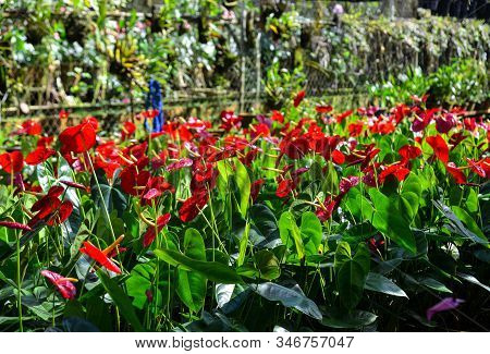 Anthurium Taiflower Blooming At Greenhouse