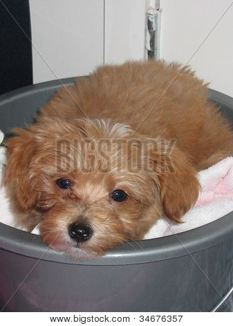 Sevimli köpek yavrusu