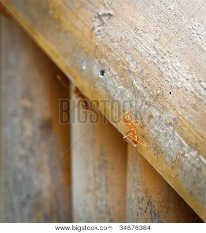 Ant