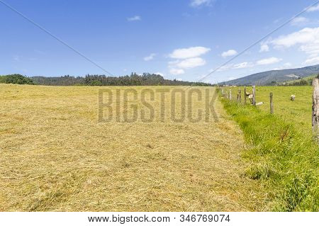 Farm Of Cows And Bulls Grazing On The Mountain