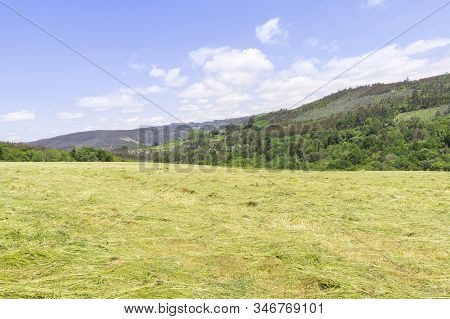 Farm Of Cows And Bulls Grazing On The Mountain