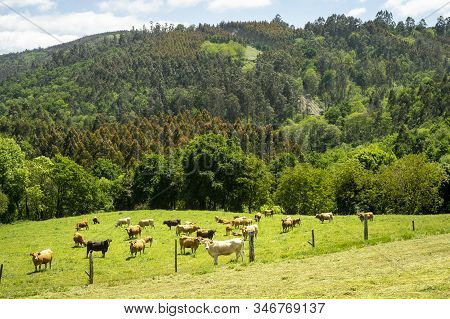 Farm Of Cows And Bulls Grazing On The Mountain