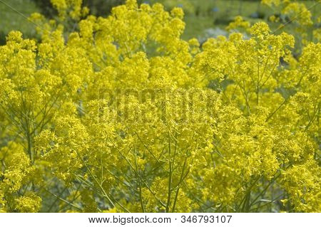 Yellow Blossoms Of Isatis Tinctoria Or Dyer