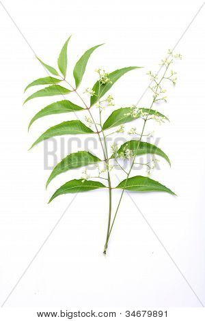 Neem listy azadirachta Indica