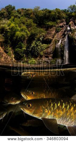 Freshwater fish: Soro Brook Carp in pond below waterfall
