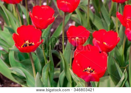 Beautiful Bright Red Tulips In The Photo With A Blurred Background And Soft Focus Trick For Greeting