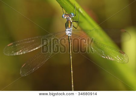 Smaragd Spreadwing Kleinlibellen