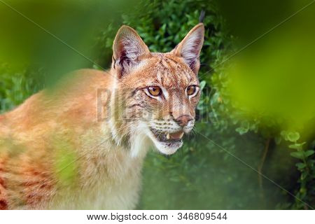The Eurasian Lynx (lynx Lynx), Portrait. Eurasian Lynx Portrait. Lynx Portrait Insite The Greenery.
