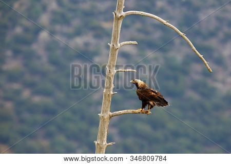Spanish Imperial Eagle (aquila Adalberti), Also Known As The Iberian Imperial Eagle, Spanish  Or Ada