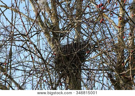 The Birds Nest Of Branches Is High On The Tree