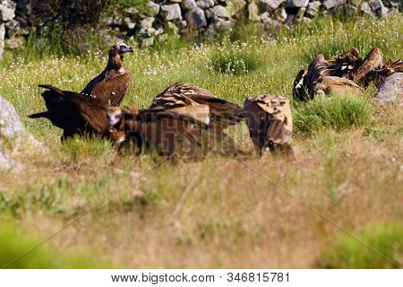 The Griffon Vulture (gyps Fulvus) And Black Vulture  (aegypius Monachus) On The Feeder. A Typical Wa