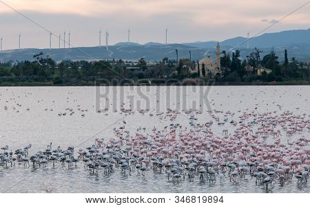 Group Of Wild Flamingo Birds Resting And Feeding  At The Salt Lake In Front Of The Famous Hala Sulta