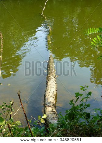 Photo Of An Old Fallen Tree Partialy Submerged In The River