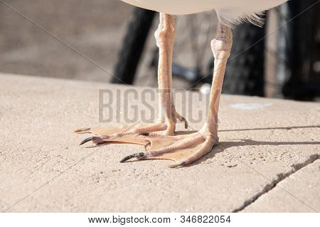 Close-up Photo Of The Feet Of A Seagull
