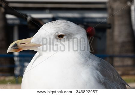Portrait Of White And Gray Seagull Head