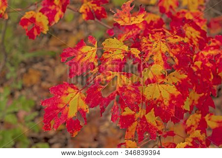 Colorful Leaves In The Deep Forest At North Higgins Lake State Park In Michigan